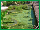 İzmir - Özdere'de Biyolojik Gölet