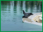 Eskişehir - Uluçayır'da Biyolojik Yüzme Havuzu