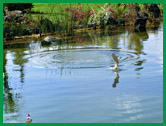 Eskişehir'de Biyolojik Balık Havuzu