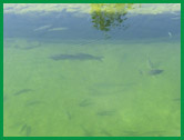 Eskişehir'de Biyolojik Balık Havuzu